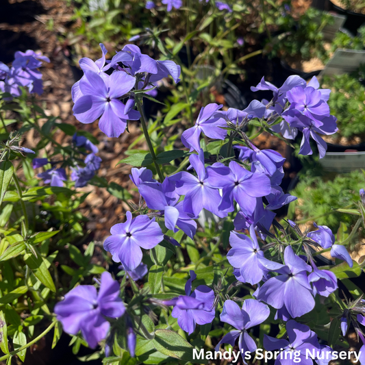 Blue Moon Woodland Phlox | Phlox divaricata