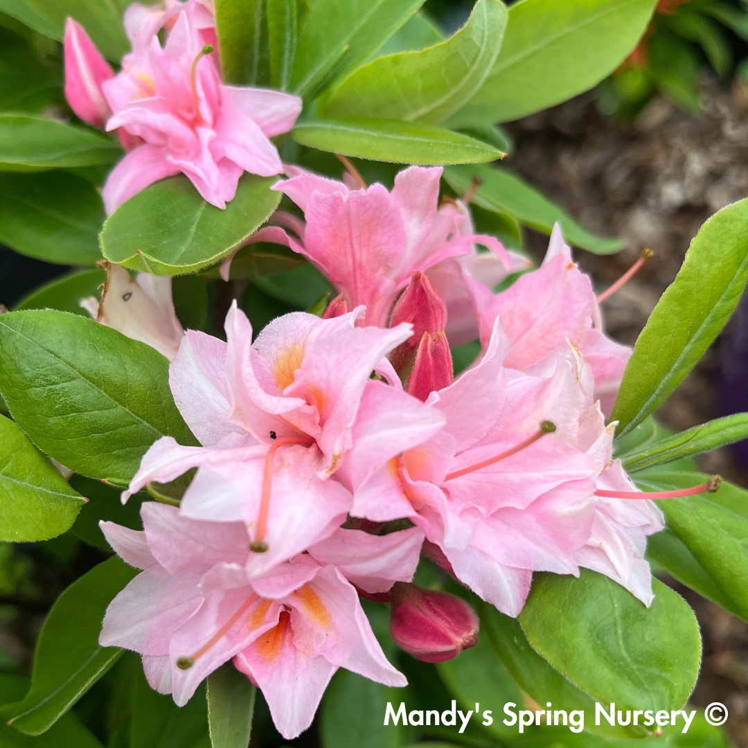 Electric Lights™ Double Pink Azalea | Rhododendron 'UMNAZ 493'
