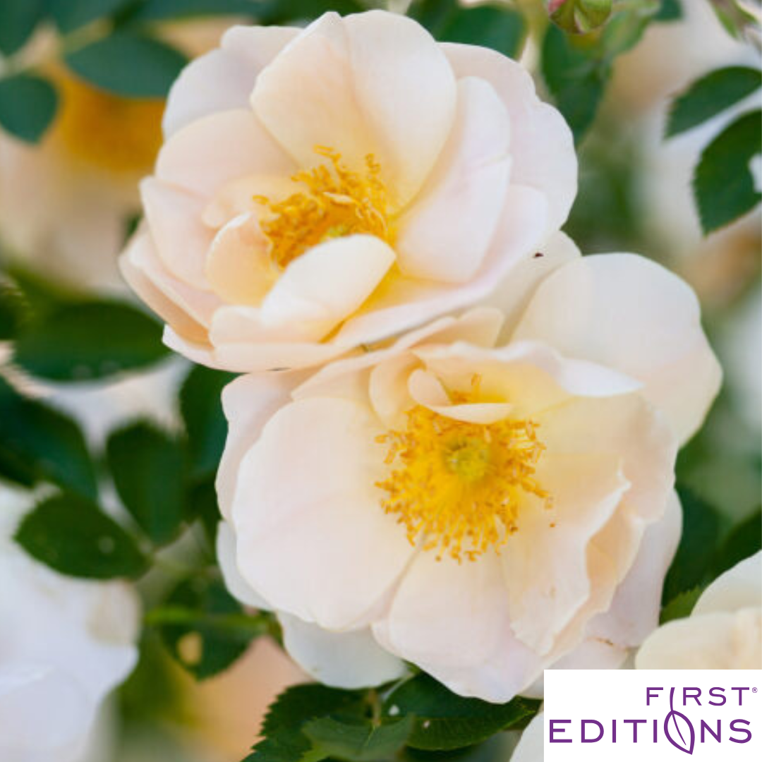 Above and Beyond™ Rose | Rosa