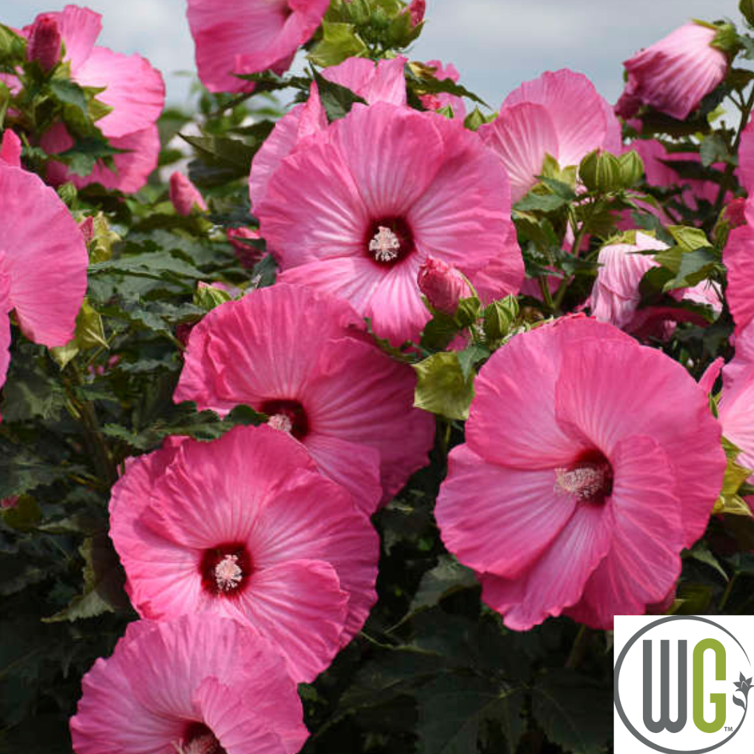 'Airbrush Effect' Hibiscus | Rose Mallow