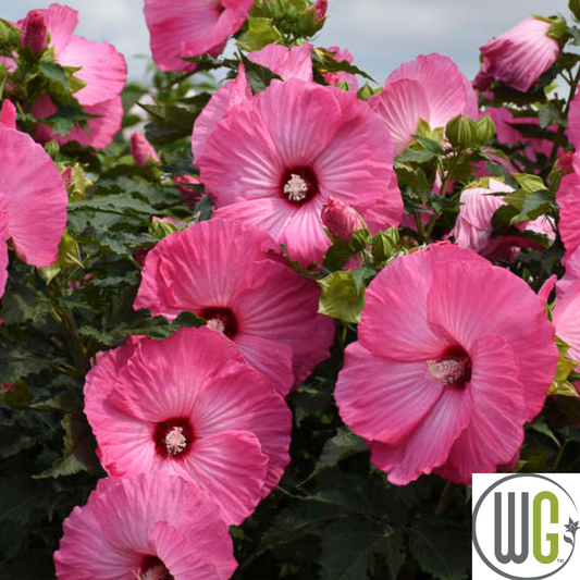 'Airbrush Effect' Hibiscus | Rose Mallow