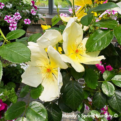 Easy Bee-zy Knock Out Rose Shrub Form | Rosa