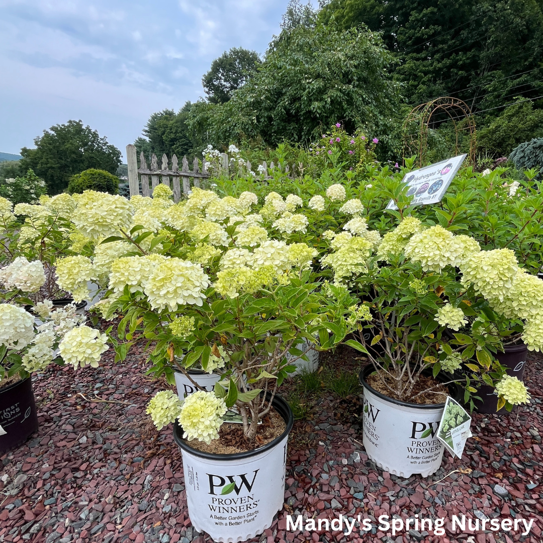 Limelight Hydrangea | Hydrangea paniculata