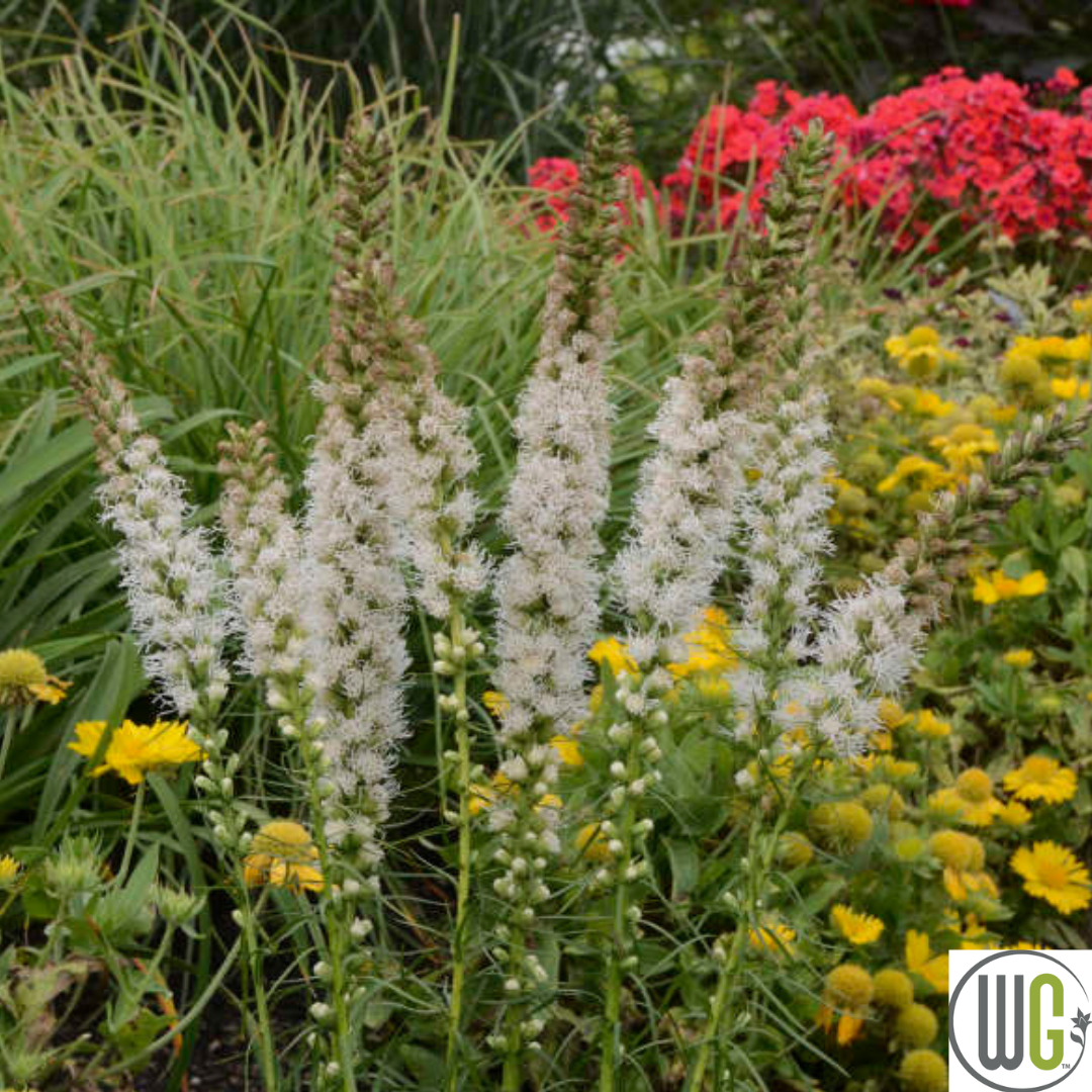 'Floristan White' Gayfeather | Liastris spicata