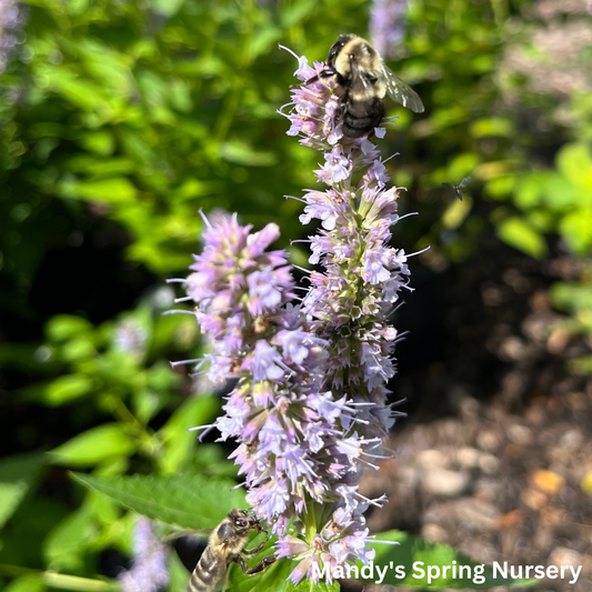 'Blue Fortune' Anise Hyssop | Agastache