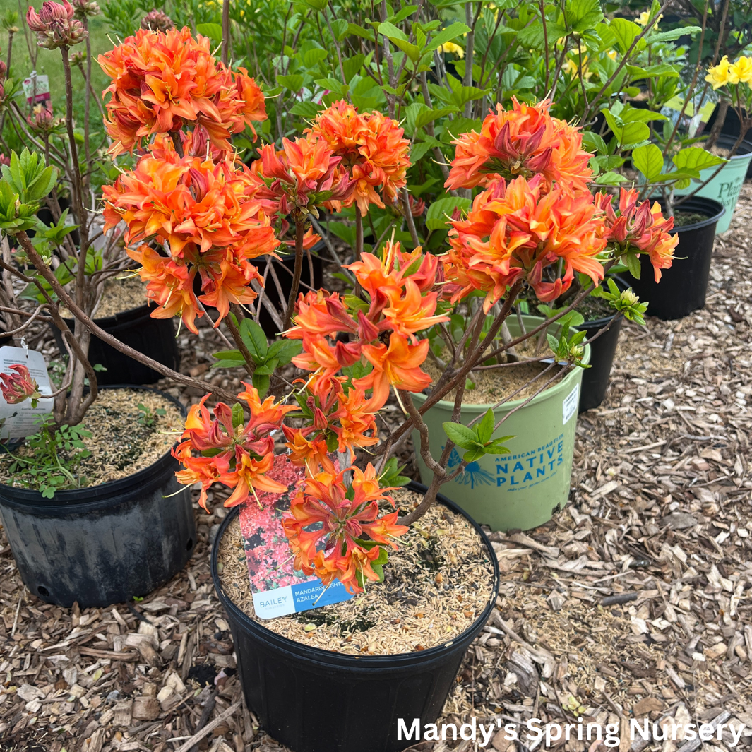 Mandarin Lights Azalea | Rhododendron