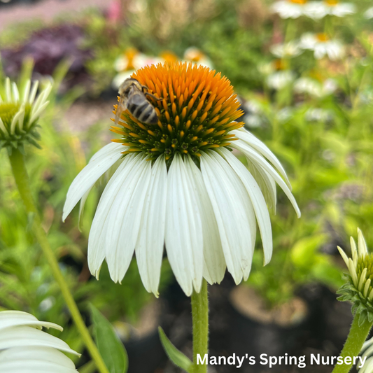 'White Swan' Coneflower | Echinacea