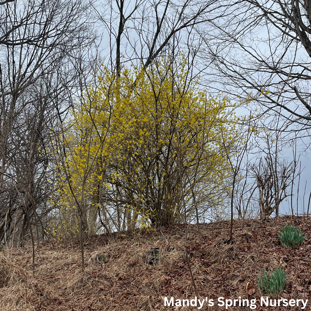 Northern Gold Forsythia | Forsythia