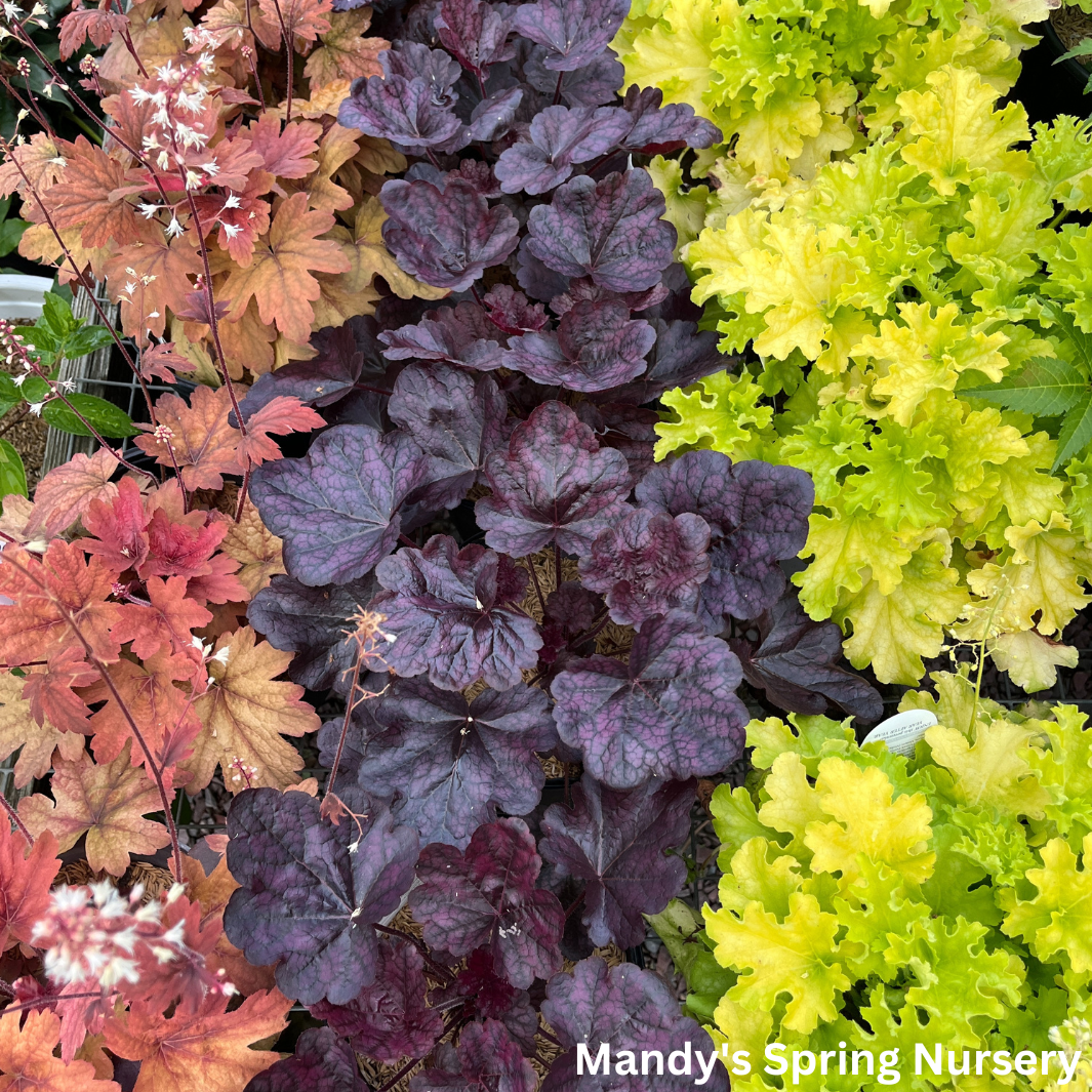 'Grape Expectations' Coral Bells | Heuchera