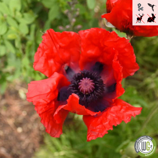 'Beauty of Livermere' Oriental Poppy | Papaver orientale 'Beauty of Livermere'