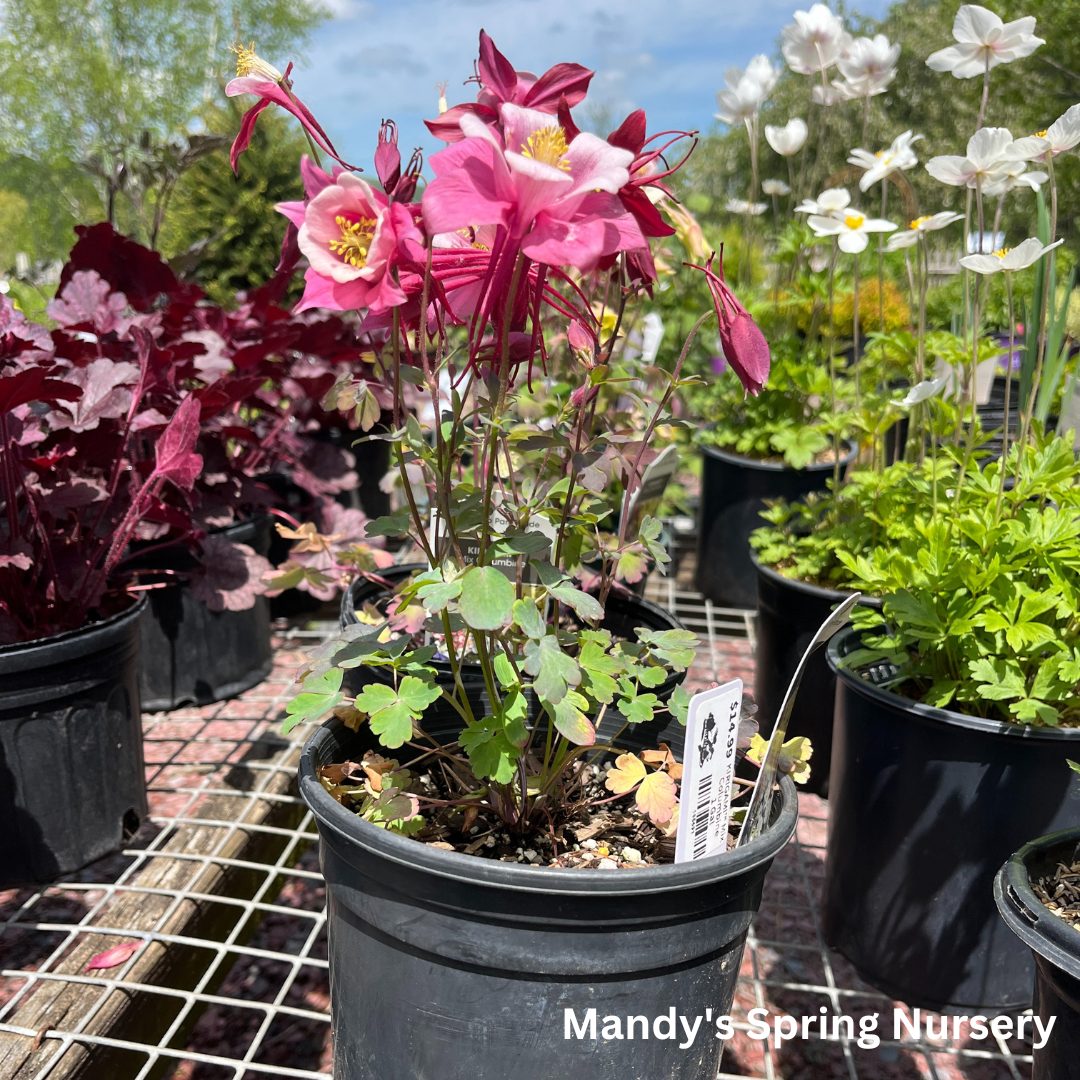 KIRIGAMI™ Mix Columbine | Aquilegia