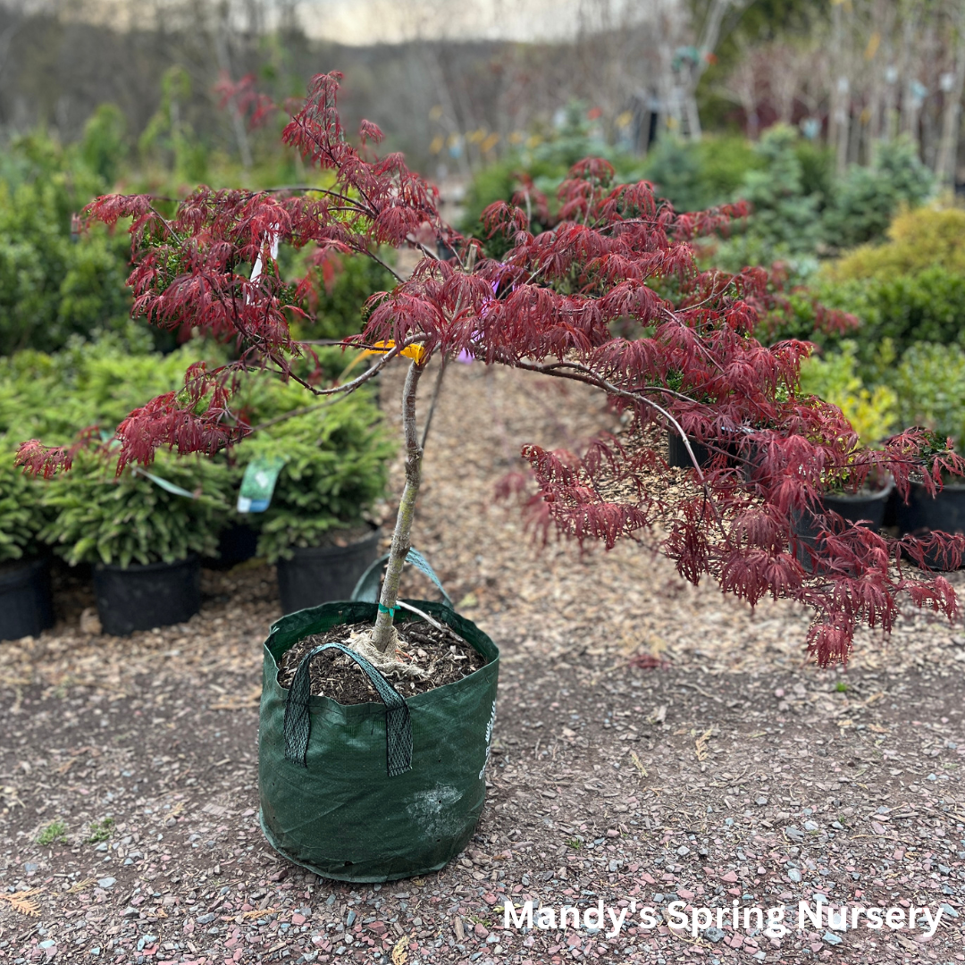 'Crimson Queen' Japanese Maple | Acer palmatum
