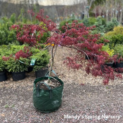'Crimson Queen' Japanese Maple | Acer palmatum