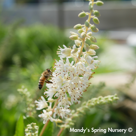 Hummingbird Summersweet | Clethra alnifolia