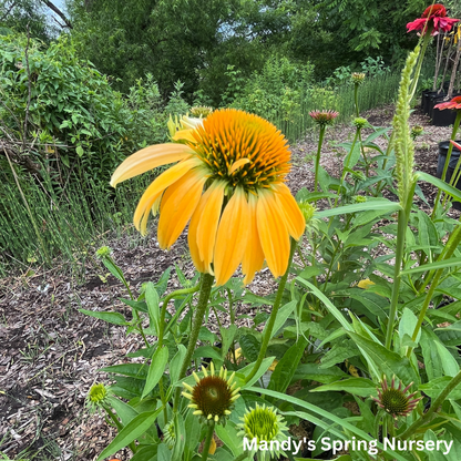 'Cheyenne Spirit' Coneflower | Echinacea 'Cheyenne Spirit'
