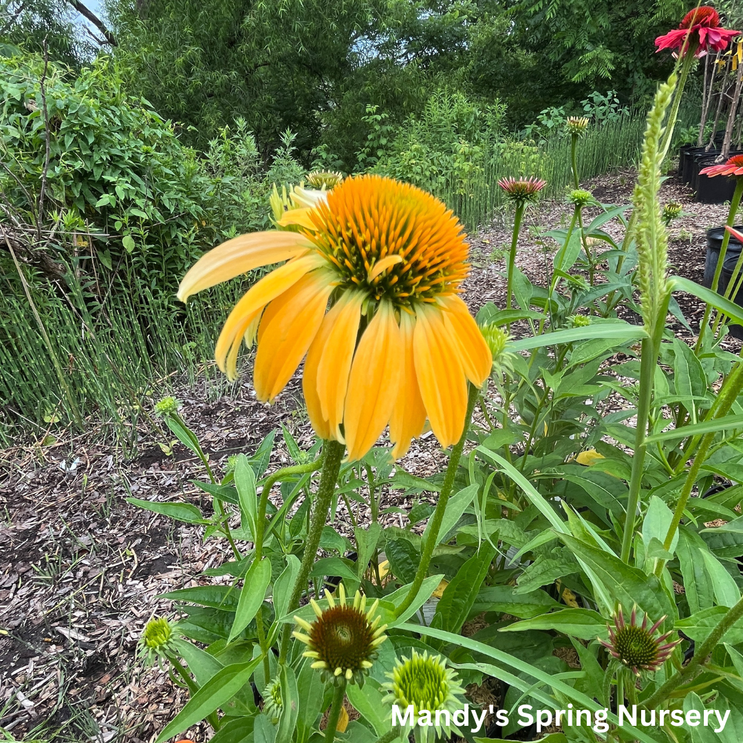 'Cheyenne Spirit' Coneflower | Echinacea 'Cheyenne Spirit'