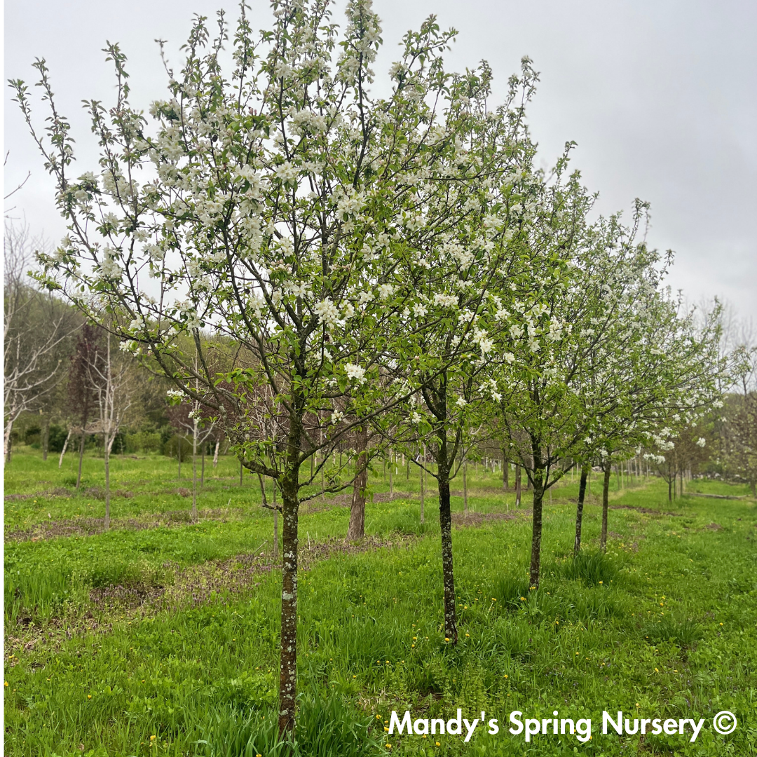 Snowdrift Crabapple | Malus 'Snowdrift'