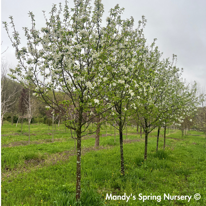 Snowdrift Crabapple | Malus 'Snowdrift'