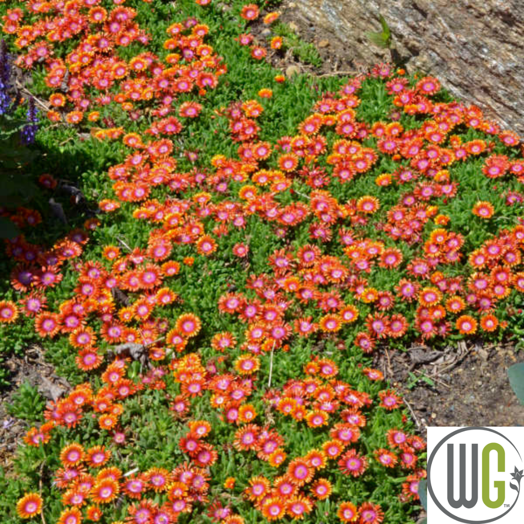 'Fire Spinner®' Hardy Ice Plant | Delosperma