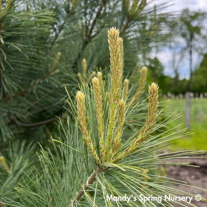 Eastern White Pine | Pinus strobus