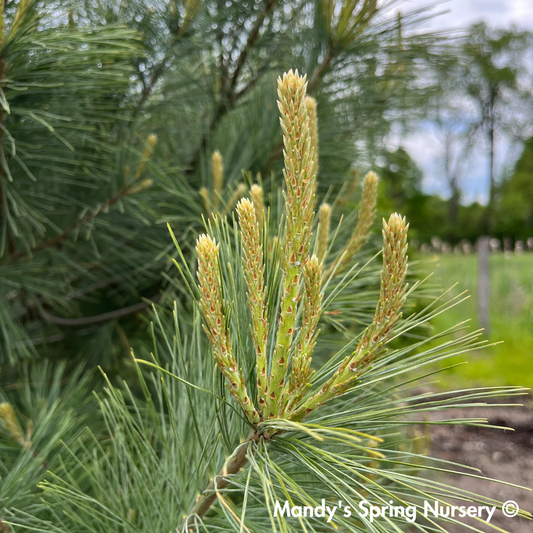 Eastern White Pine | Pinus strobus