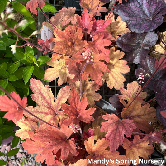 'Sweet Tea' Foamy Bells | Heucherella 'Sweet Tea'