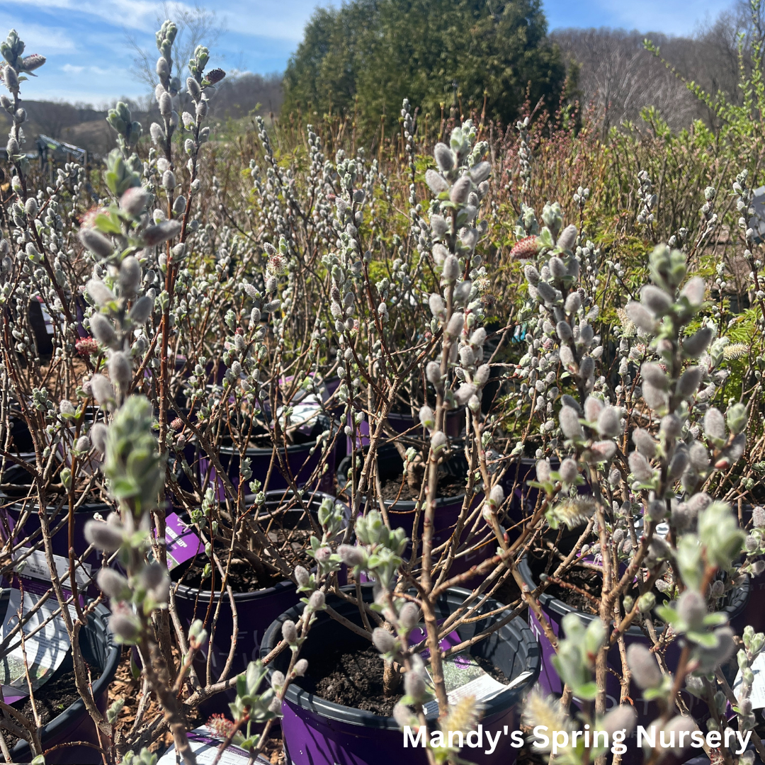 Iceberg Alley Sageleaf Willow | Salix candida