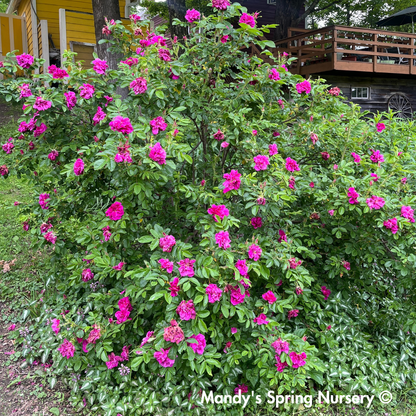 Rugosa Rose | Rosa rugosa