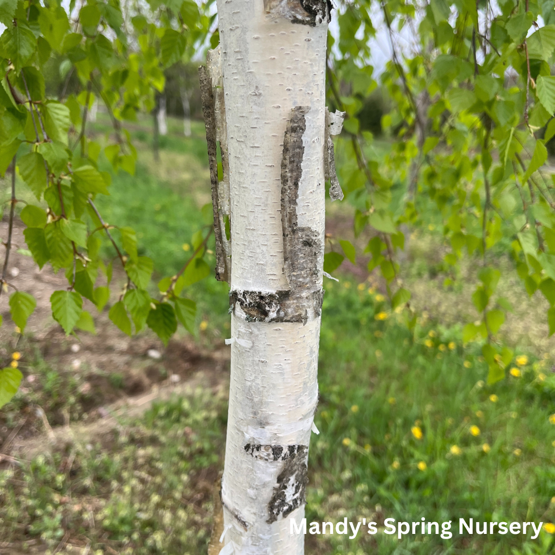 Young's Weeping Birch | Betula pendula 'Youngii'