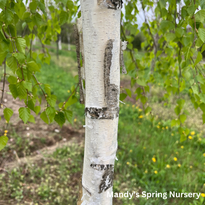 Young's Weeping Birch | Betula pendula 'Youngii'