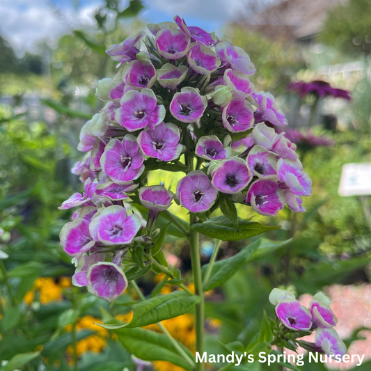 'Orchid Yellow' Tall Garden Phlox