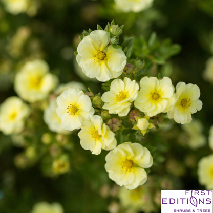 Lemon Meringue Potentilla | Potentilla fruticosa