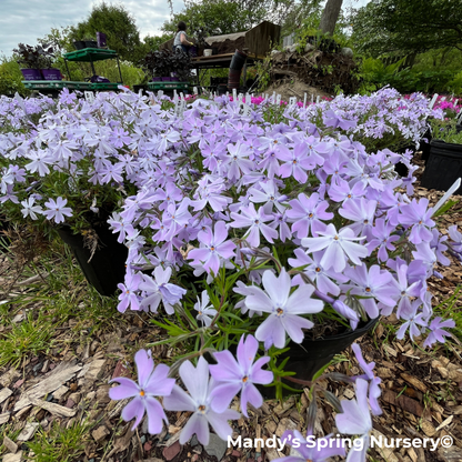 Woodlander Lilac Creeping Phlox | Phlox subulata