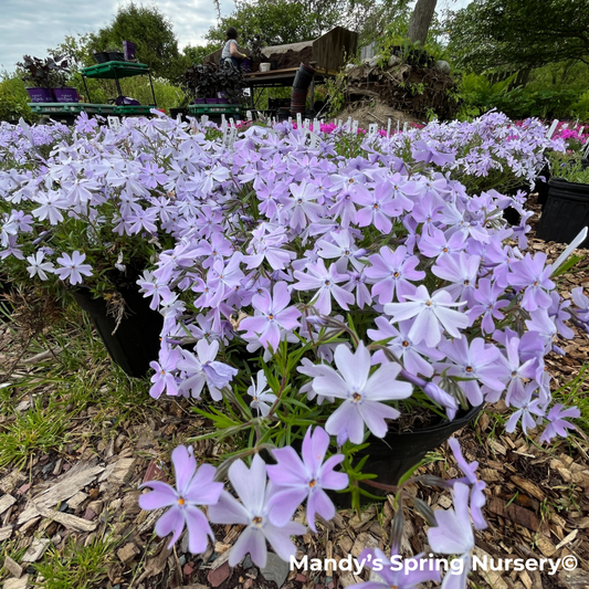 Woodlander Lilac Creeping Phlox | Phlox subulata