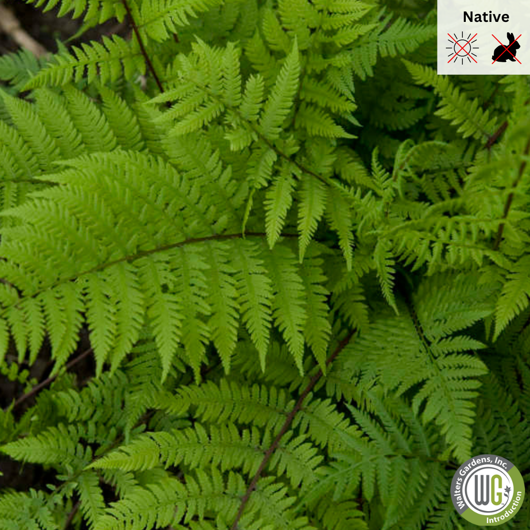 'Lady in Red' Fern | Athyrium filix-femina 'Lady in Red'