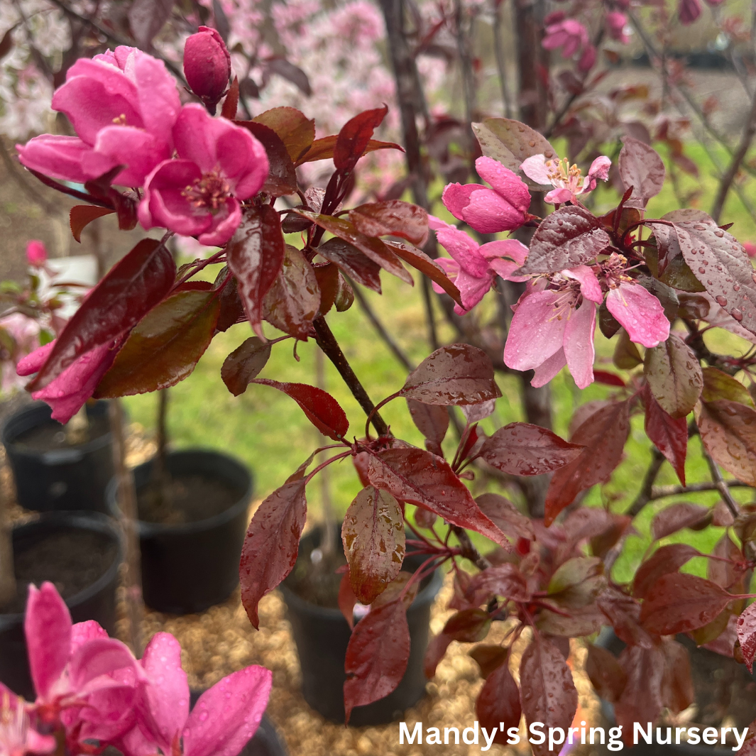 Gladiator Crabapple | Malus x adstringens 'Durleo'