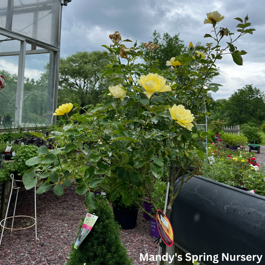 Yukon Sun Hardy Rose (Tree-Form)