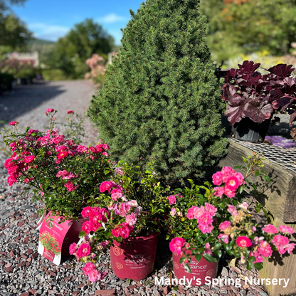 Little Mischief Easy Elegance Rose | Rosa