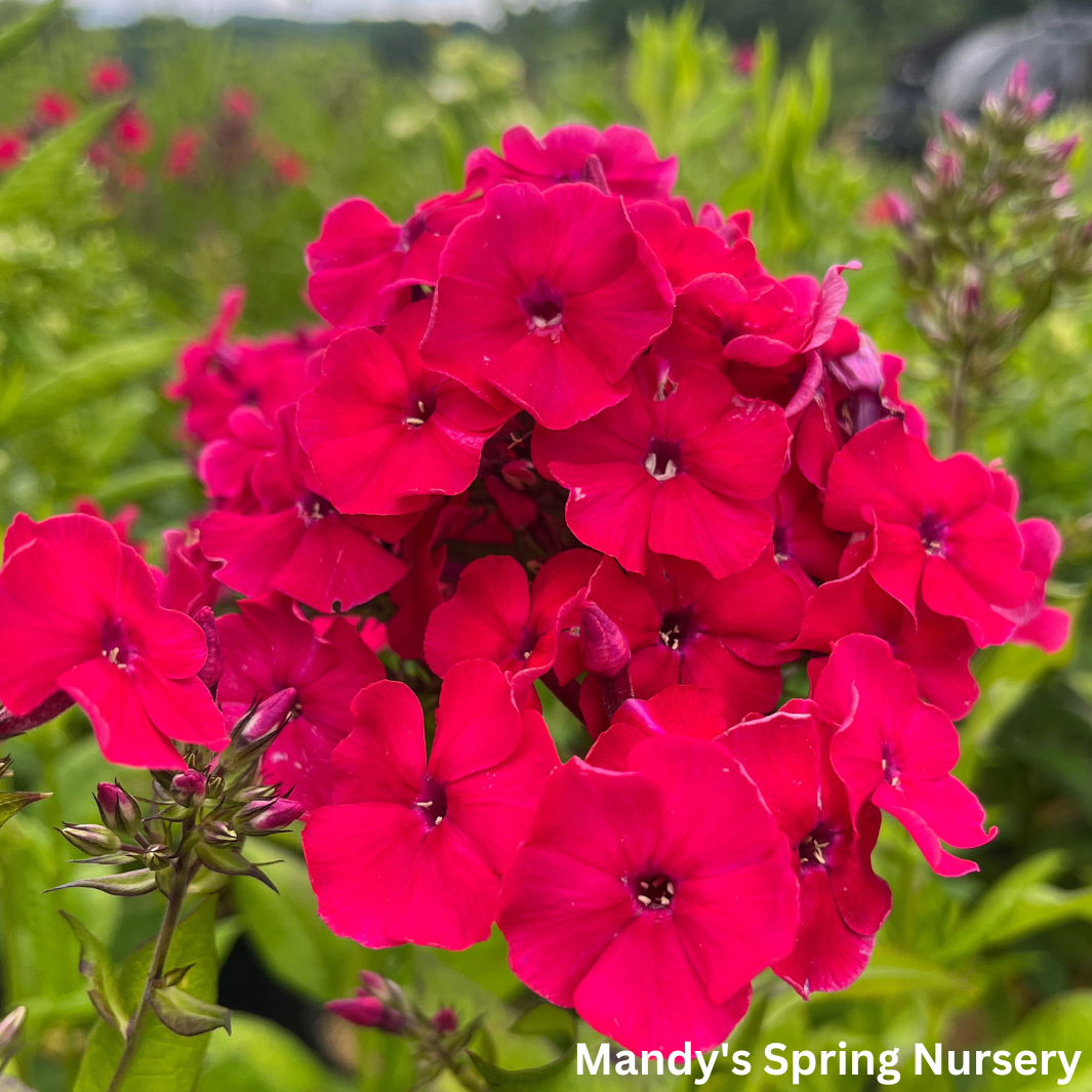 Red Riding Hood' Garden Phlox | Phlox paniculata