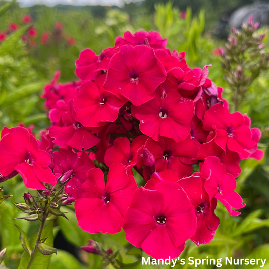 Red Riding Hood' Garden Phlox | Phlox paniculata