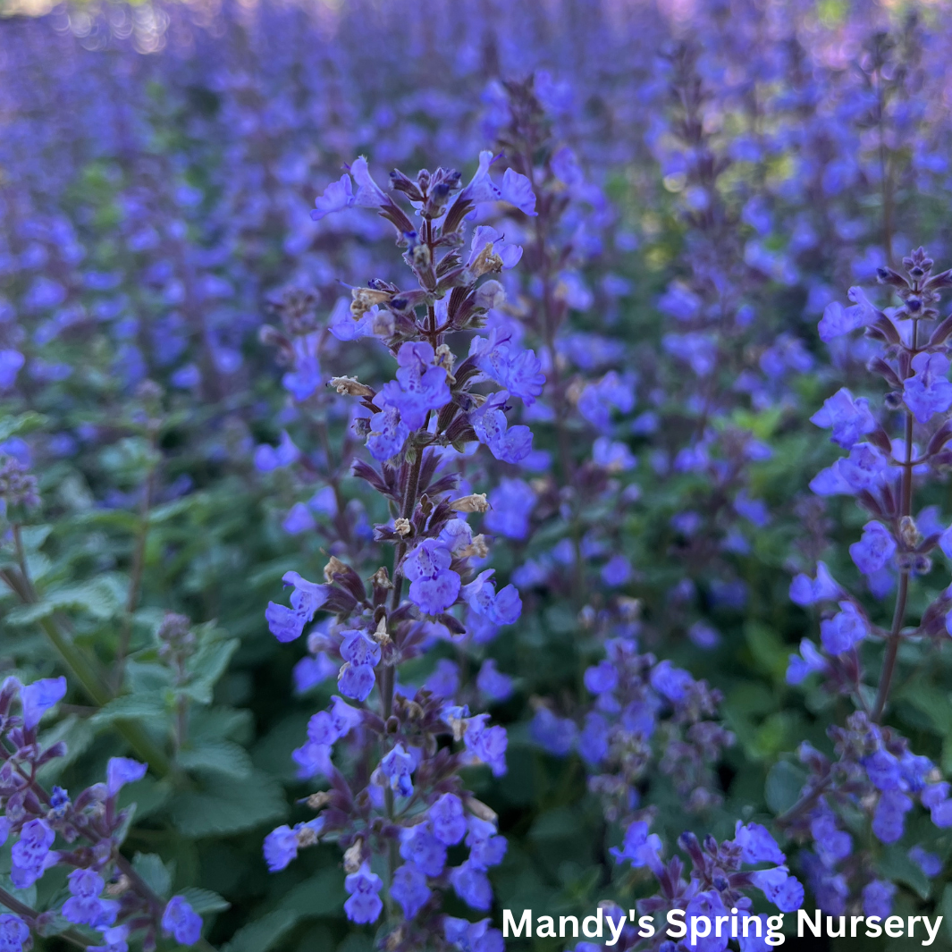 Purrsian Blue Catmint | Nepeta faassenii 'Purrsian Blue'