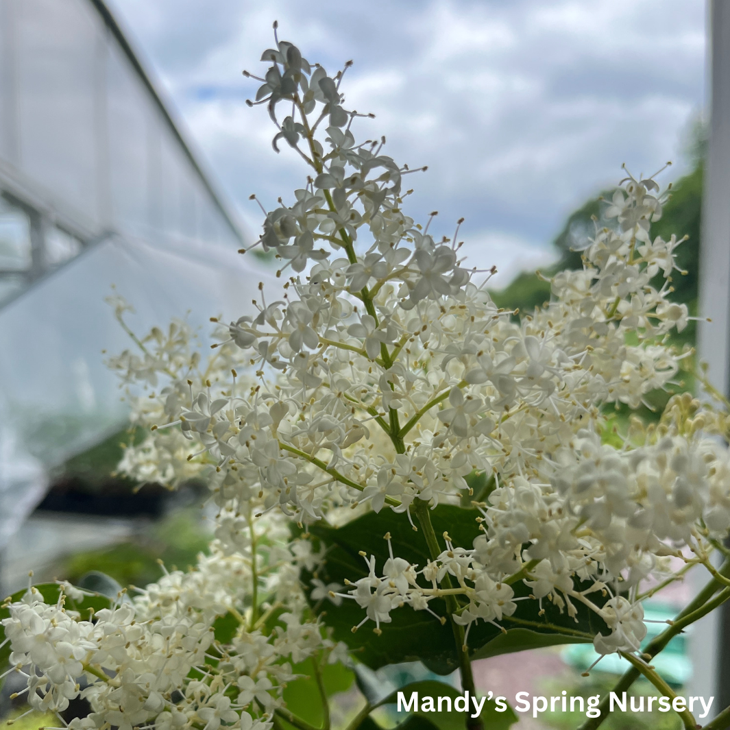 Snowdance Japanese Lilac Tree | Syringa reticulata 'Bailnce'