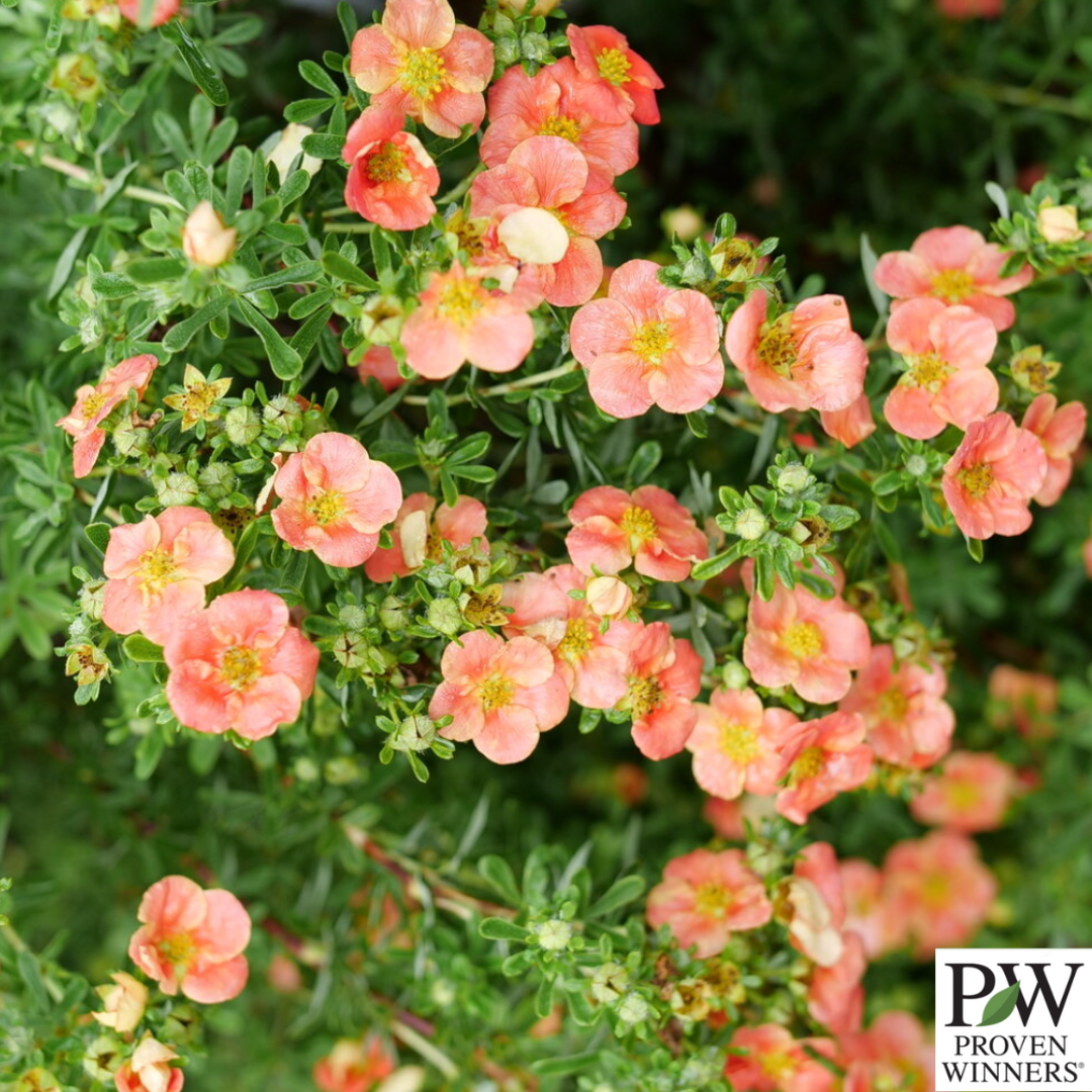 Happy Face® Orange Potentilla | Potentilla fruticosa