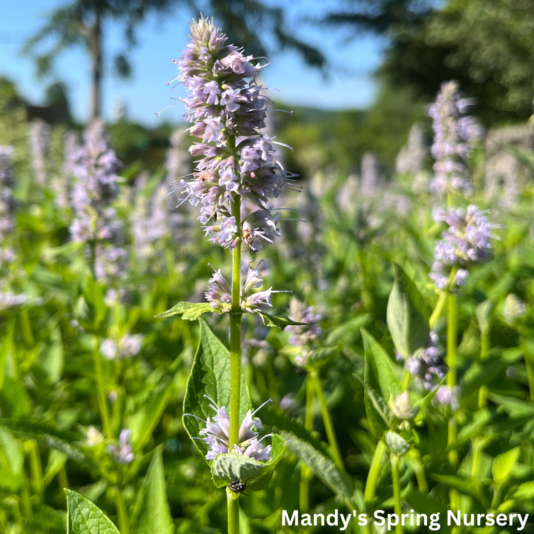 'Blue Fortune' Anise Hyssop | Agastache