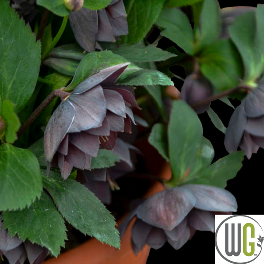 'Dashing Groomsmen' Lenten Rose | Hellebore