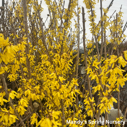 Northern Gold Forsythia