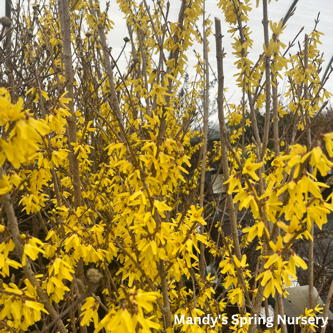 Northern Gold Forsythia | Forsythia