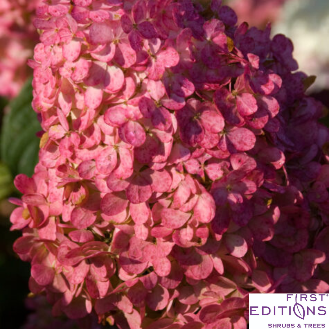 Vanilla Strawberry Hydrangea | Hydrangea paniculata