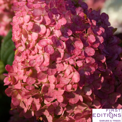 Vanilla Strawberry Hydrangea | Hydrangea paniculata
