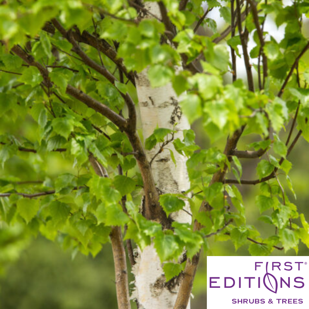 First Editions® Parkland Pillar® Birch | Betula platyphylla 'Jefpark'